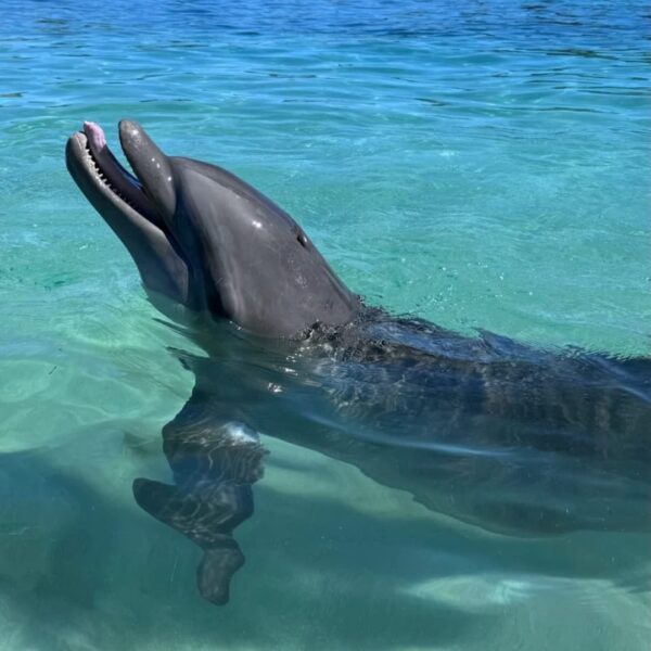 Dolphin Encounter