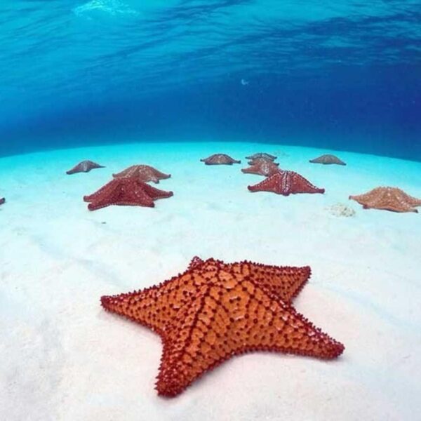 Coral Reef & Starfish with Snorkel & Private Beach