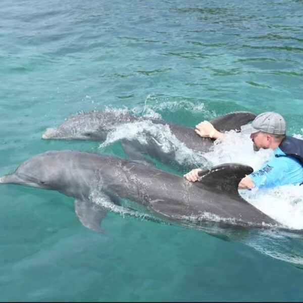 Dolphin Swim & Snorkel with Lunch