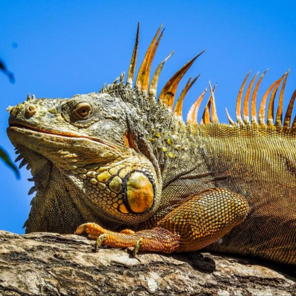 Sloths & iguanas Sanctuary with Beach